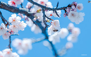 Cherry Blossoms